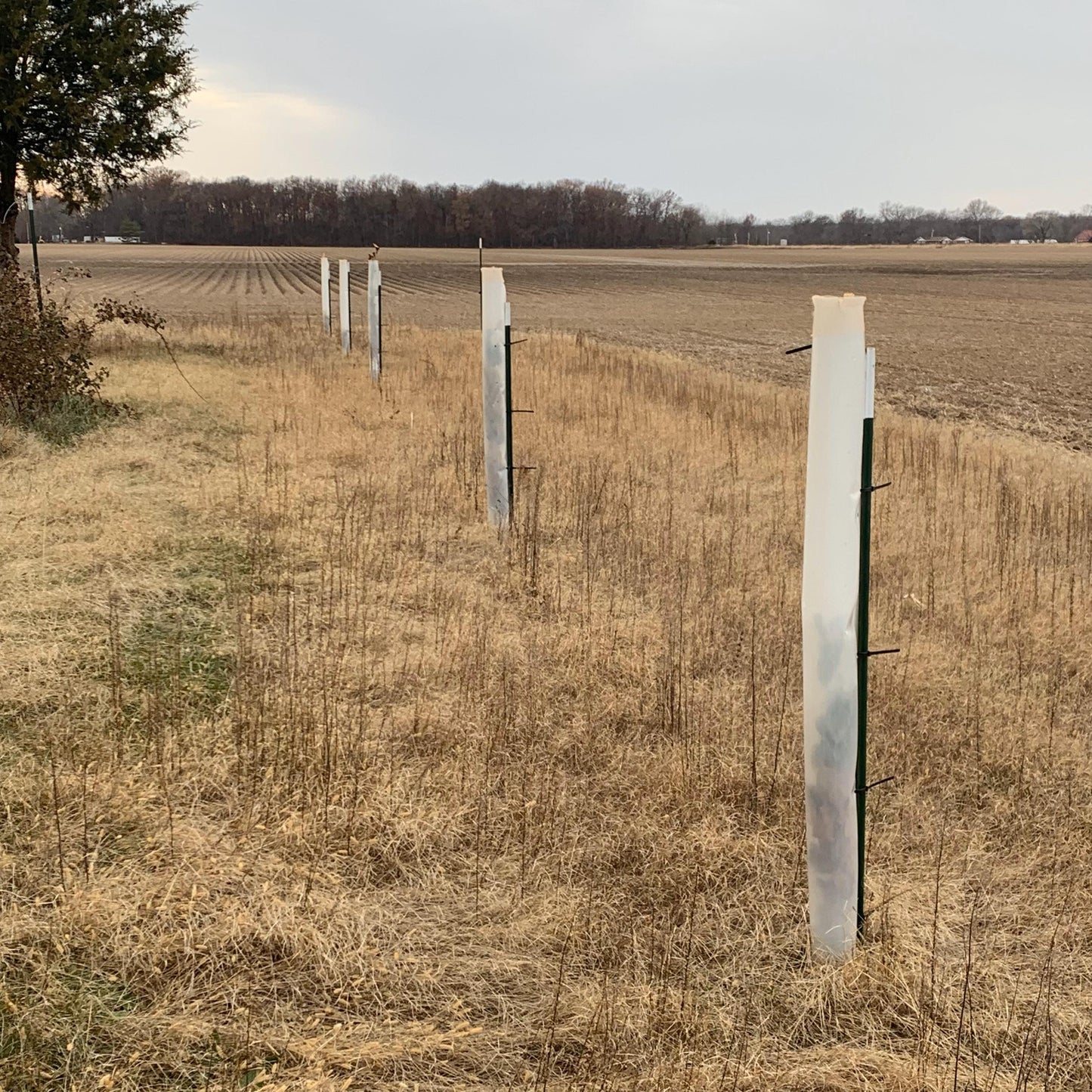 5-60" Miracle Greenhouse Tree Tubes & Treated Pine Stakes- Grow 2x-3x faster and protect from Deer, Rabbits and other Wildlife! FREE SHIPPING