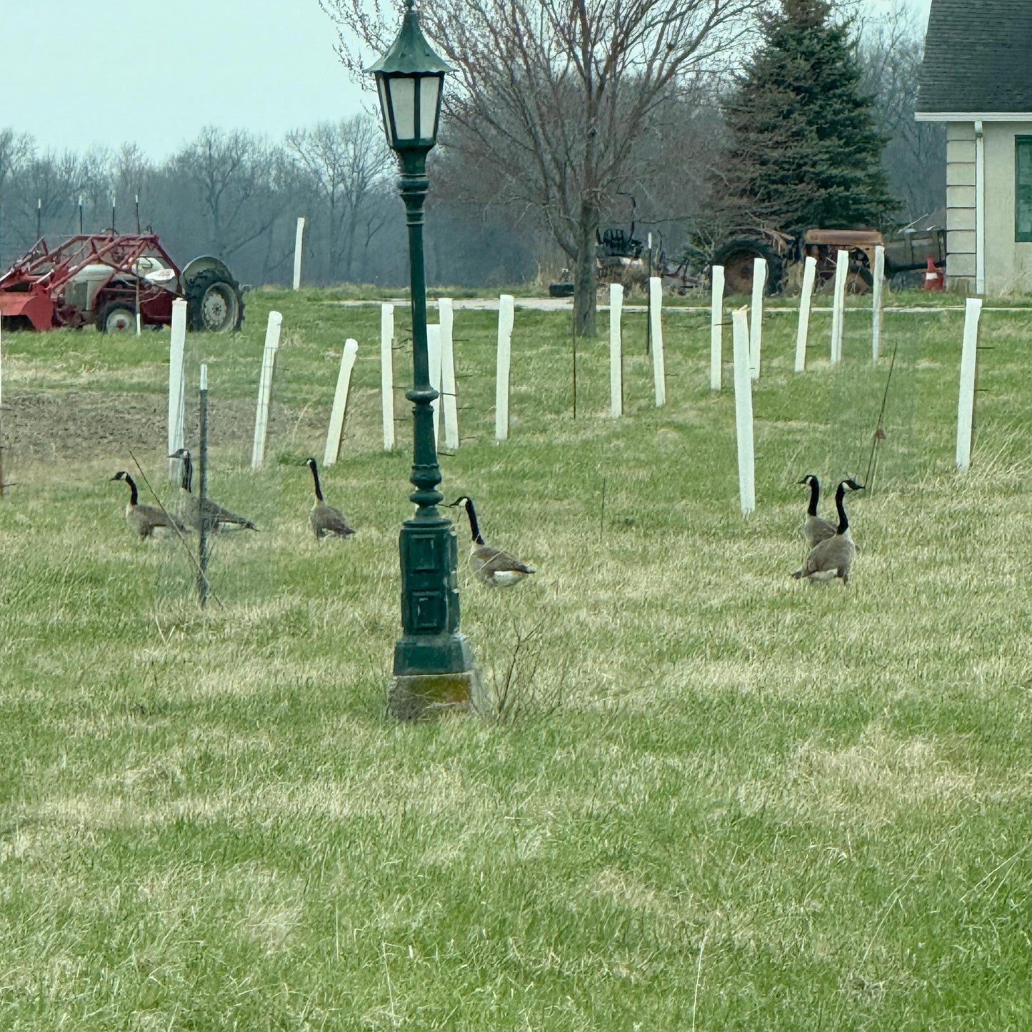 5-60" Miracle Greenhouse Tree Tubes & Treated Pine Stakes- Grow 2x-3x faster and protect from Deer, Rabbits and other Wildlife! FREE SHIPPING