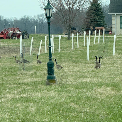 5-60" Miracle Greenhouse Tree Tubes & Treated Pine Stakes- Grow 2x-3x faster and protect from Deer, Rabbits and other Wildlife! FREE SHIPPING