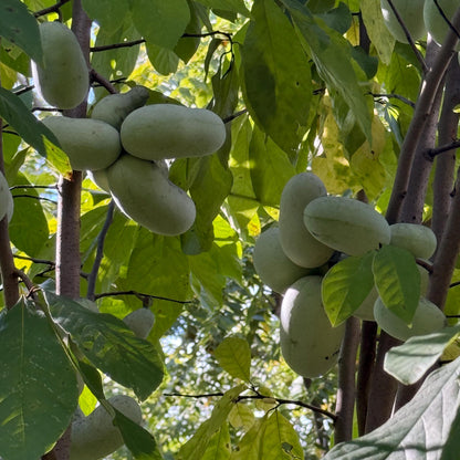 2 Paw Paw Trees (bareroot) from Great Quality Grafted Cultivar Seeds- Extensive roots & Only Organic Pesticides Used! Still time to plant!