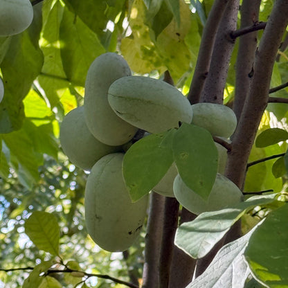 2 Paw Paw Trees (bareroot) from Great Quality Grafted Cultivar Seeds- Extensive roots & Only Organic Pesticides Used! Still time to plant!