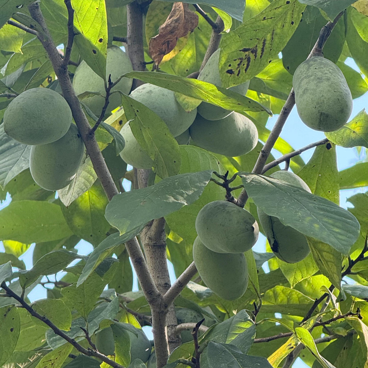 2026  Paw Paw Tree Seeds- from great quality grafted cultivars, packed in peat moss; ready to stratify