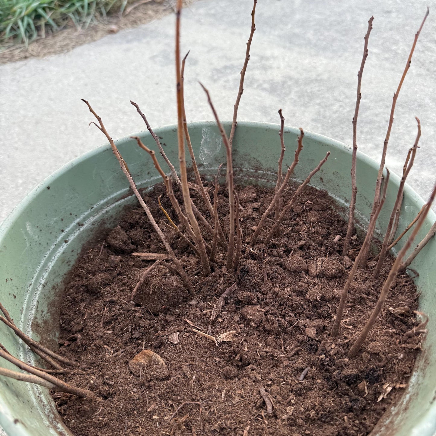 2 Paw Paw Trees (bareroot) from Great Quality Grafted Cultivar Seeds- Extensive roots & Only Organic Pesticides Used! Still time to plant!