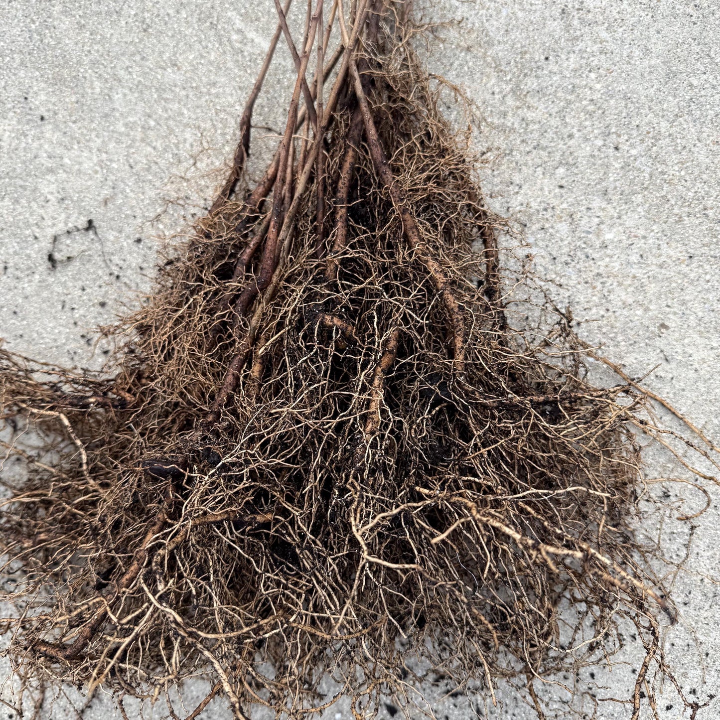 2 Paw Paw Trees (bareroot) from Great Quality Grafted Cultivar Seeds- Extensive roots & Only Organic Pesticides Used! Still time to plant!