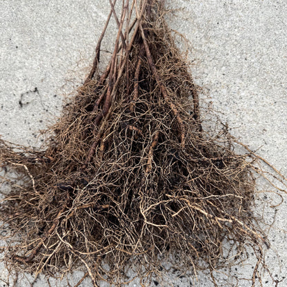 2 Paw Paw Trees (bareroot) from Great Quality Grafted Cultivar Seeds- Extensive roots & Only Organic Pesticides Used! Still time to plant!