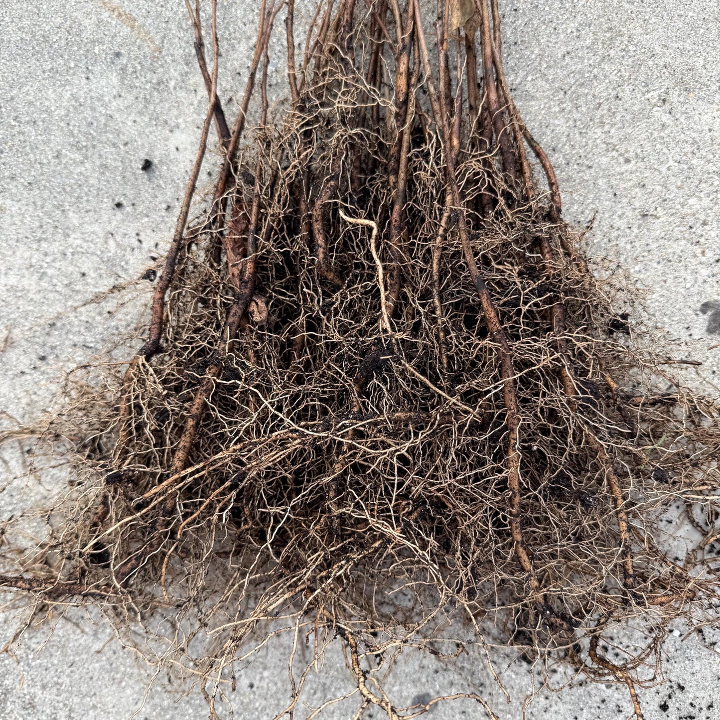 2 Paw Paw Trees (bareroot) from Great Quality Grafted Cultivar Seeds- Extensive roots & Only Organic Pesticides Used! Still time to plant!