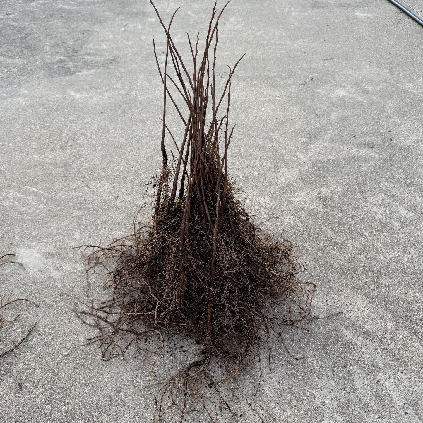 2 Paw Paw Trees (bareroot) from Great Quality Grafted Cultivar Seeds- Extensive roots & Only Organic Pesticides Used! Still time to plant!