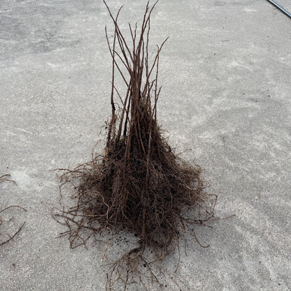 2 Paw Paw Trees (bareroot) from Great Quality Grafted Cultivar Seeds- Extensive roots & Only Organic Pesticides Used! Still time to plant!