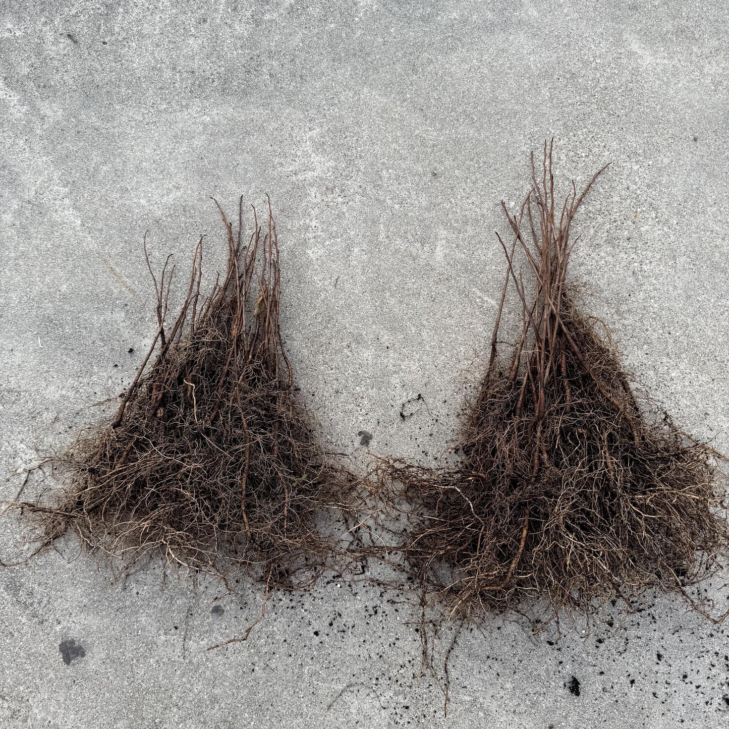 2 Paw Paw Trees (bareroot) from Great Quality Grafted Cultivar Seeds- Extensive roots & Only Organic Pesticides Used! Still time to plant!