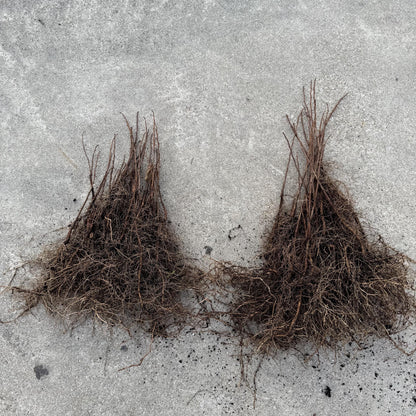 2 Paw Paw Trees (bareroot) from Great Quality Grafted Cultivar Seeds- Extensive roots & Only Organic Pesticides Used! Still time to plant!