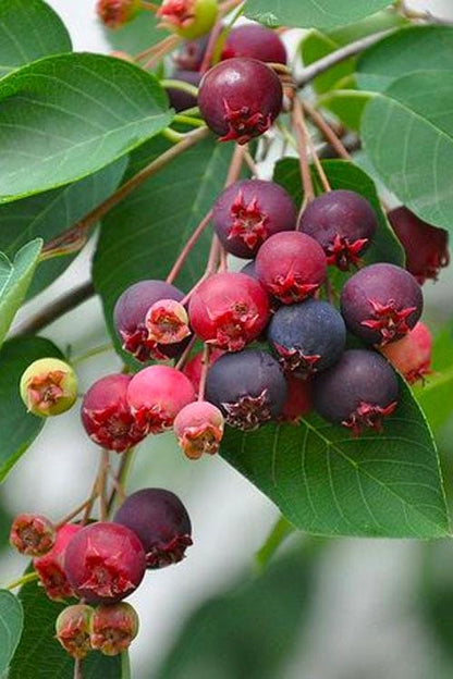 2+1 Free-Downy Service Berry Bush/Tree- Attracts Butterflies, Great Fruit (better than Blueberries) & Beautiful! 2-24”, 1-12” (bareroot)