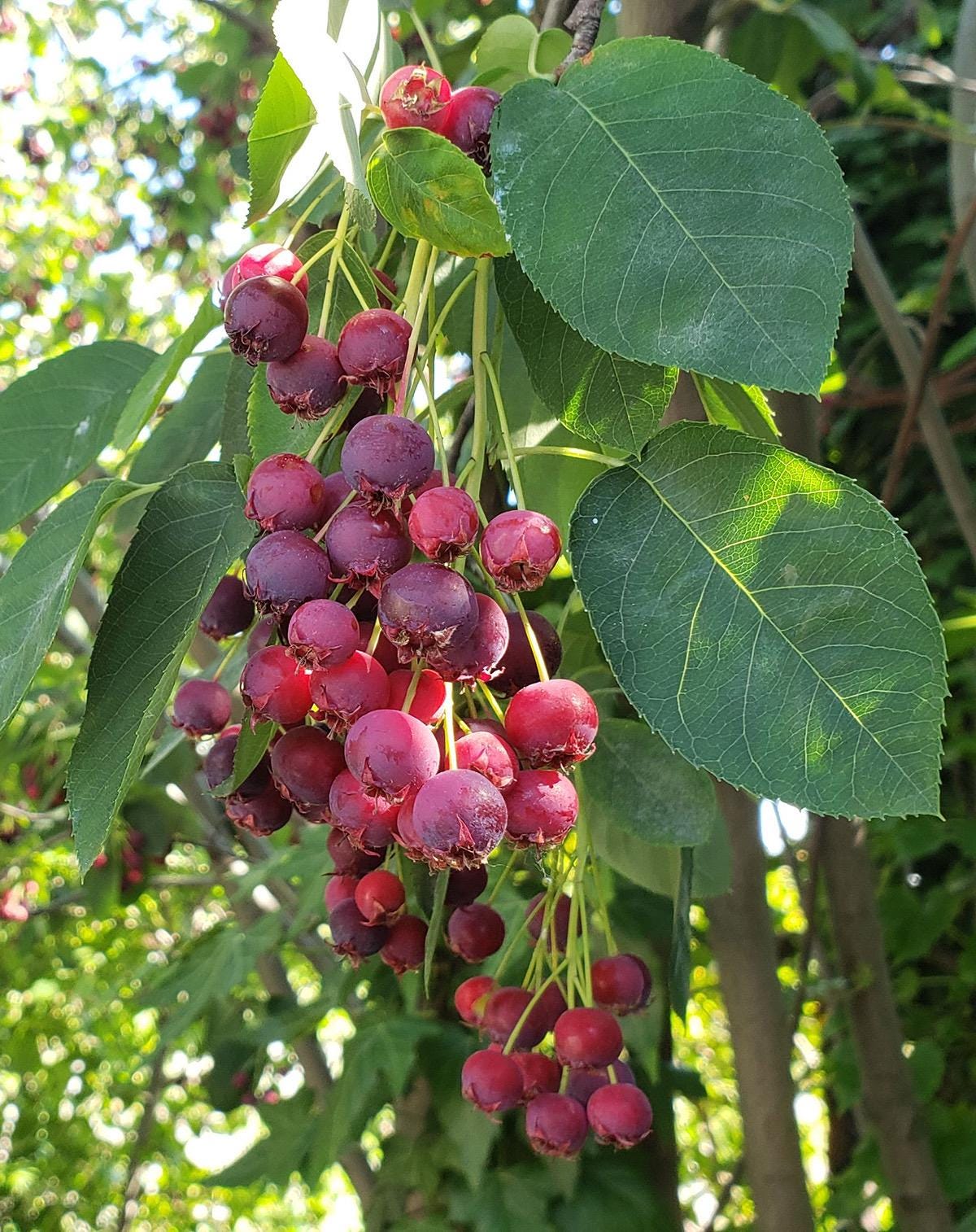 2+1 Free-Downy Service Berry Bush/Tree- Attracts Butterflies, Great Fruit (better than Blueberries) & Beautiful! 2-24”, 1-12” (bareroot)