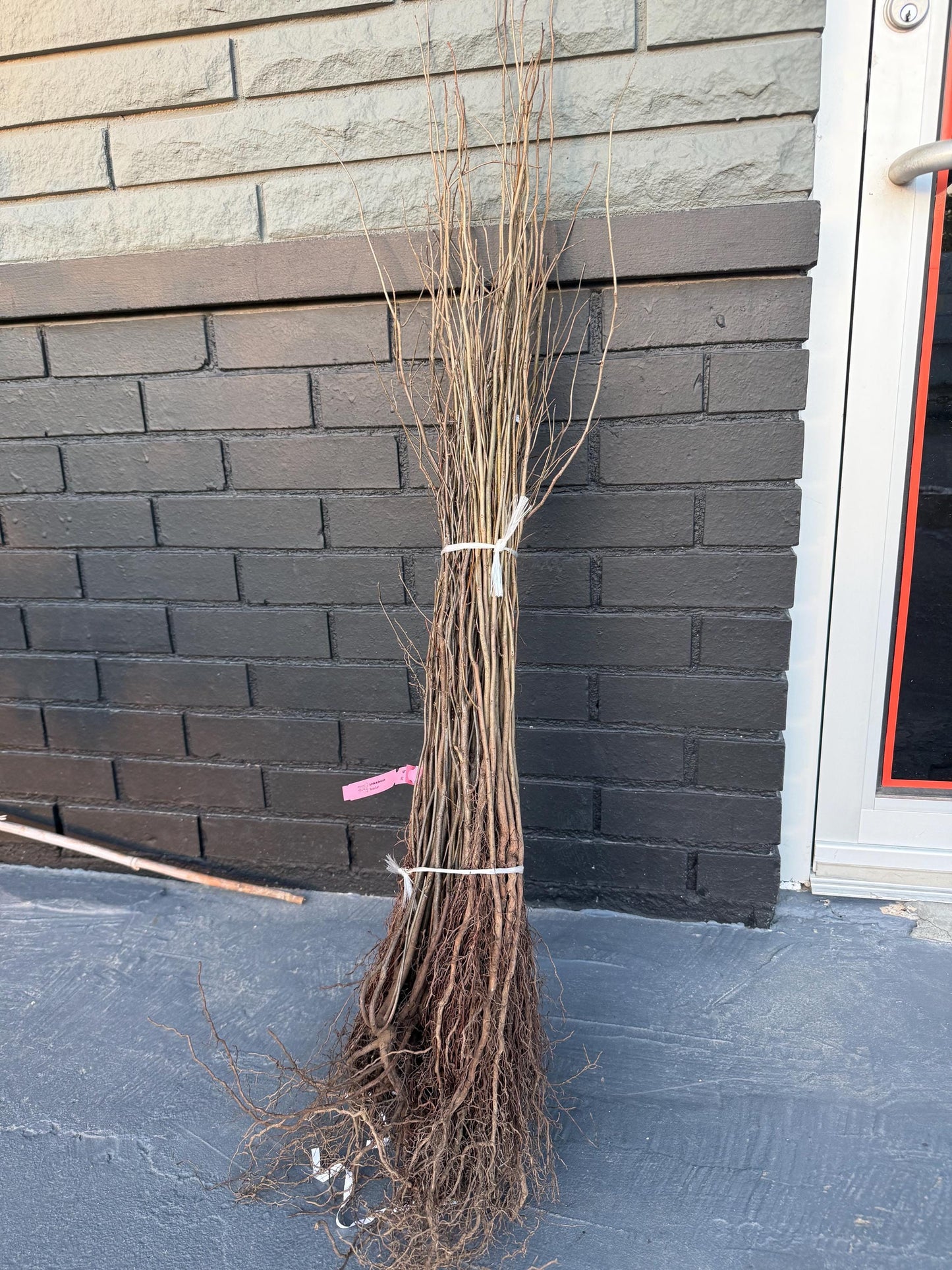 18” Spice Bush/Tree-Fragrant & Beautiful! Gorgeous Smelling Spice can be used in cooking!