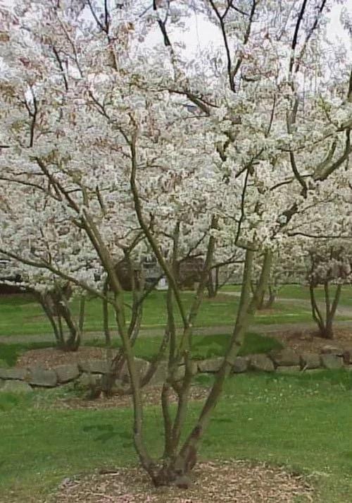 2+1 Free-Downy Service Berry Bush/Tree- Attracts Butterflies, Great Fruit (better than Blueberries) & Beautiful! 2-24”, 1-12” (bareroot)