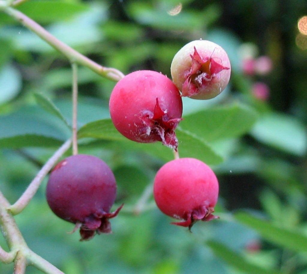 2+1 Free-Downy Service Berry Bush/Tree- Attracts Butterflies, Great Fruit (better than Blueberries) & Beautiful! 2-24”, 1-12” (bareroot)