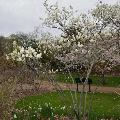 2+1 Free-Downy Service Berry Bush/Tree- Attracts Butterflies, Great Fruit (better than Blueberries) & Beautiful! 2-24”, 1-12” (bareroot)
