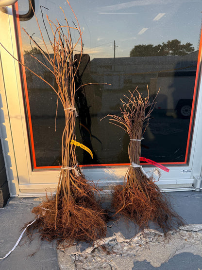 2+1 Free-Downy Service Berry Bush/Tree- Attracts Butterflies, Great Fruit (better than Blueberries) & Beautiful! 2-24”, 1-12” (bareroot)