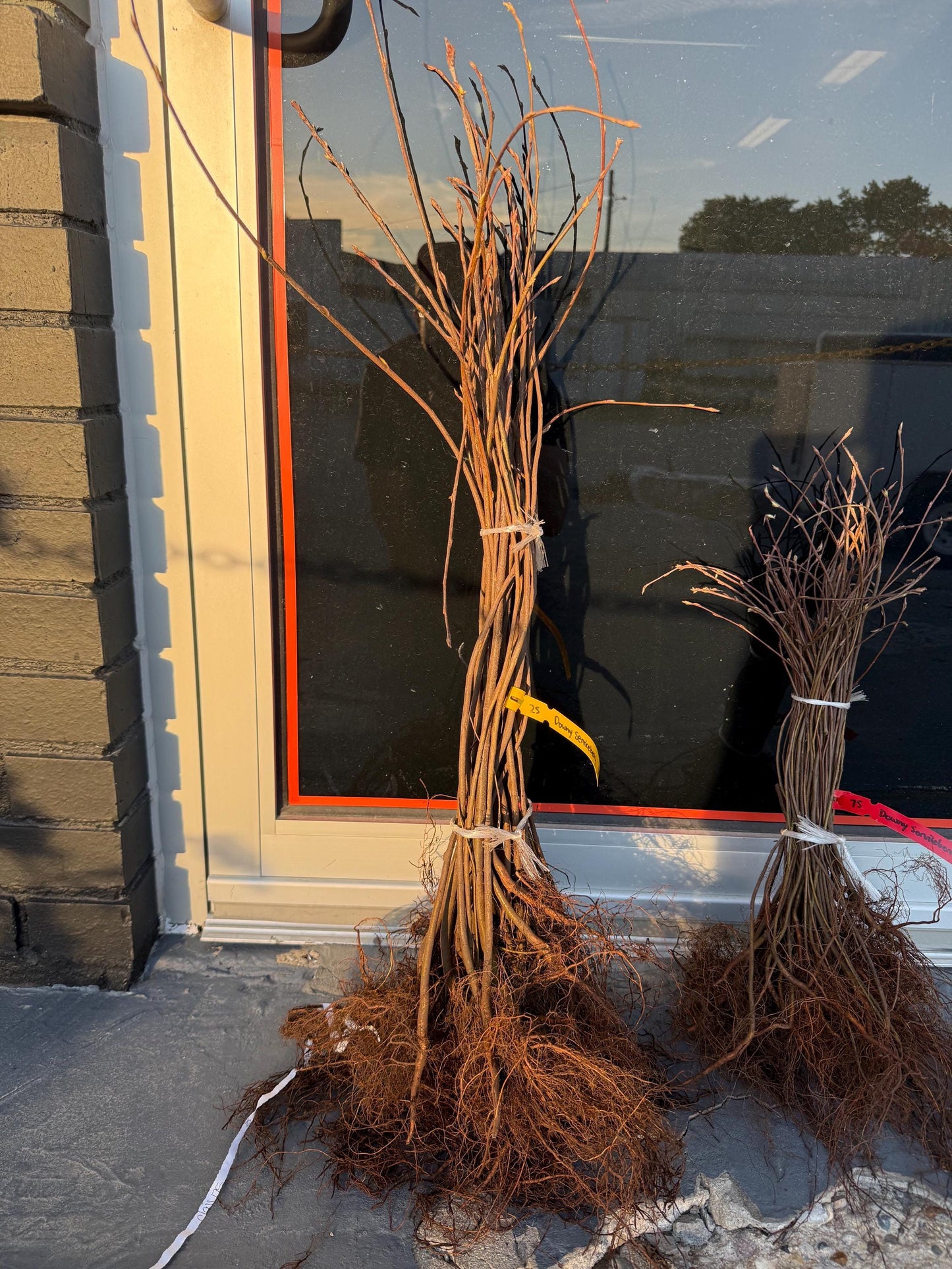 2+1 Free-Downy Service Berry Bush/Tree- Attracts Butterflies, Great Fruit (better than Blueberries) & Beautiful! 2-24”, 1-12” (bareroot)