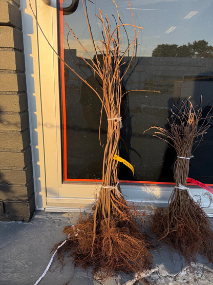 2+1 Free-Downy Service Berry Bush/Tree- Attracts Butterflies, Great Fruit (better than Blueberries) & Beautiful! 2-24”, 1-12” (bareroot)