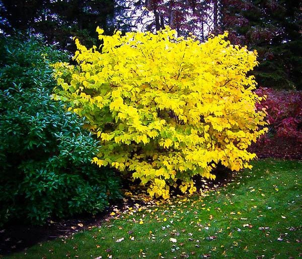 18” Spice Bush/Tree-Fragrant & Beautiful! Gorgeous Smelling Spice can be used in cooking!