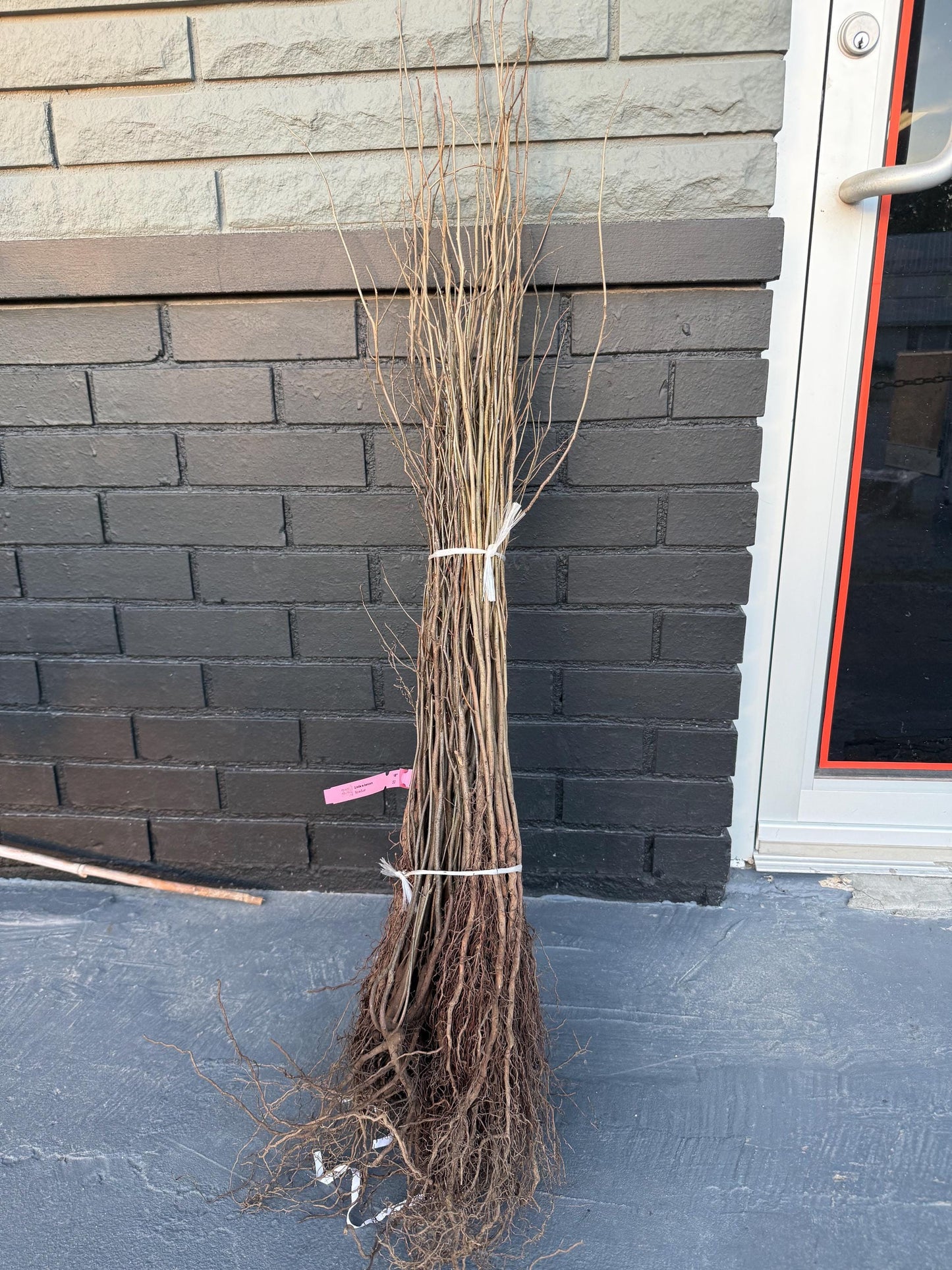 18” Spice Bush/Tree-Fragrant & Beautiful! Gorgeous Smelling Spice can be used in cooking!