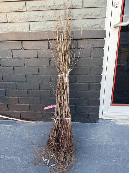 18” Spice Bush/Tree-Fragrant & Beautiful! Gorgeous Smelling Spice can be used in cooking!