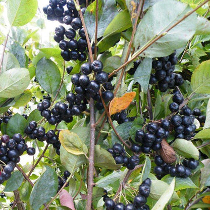 Choice of Bareroot Trees- for Food, Nuts, Butterflies, Birds & Bees