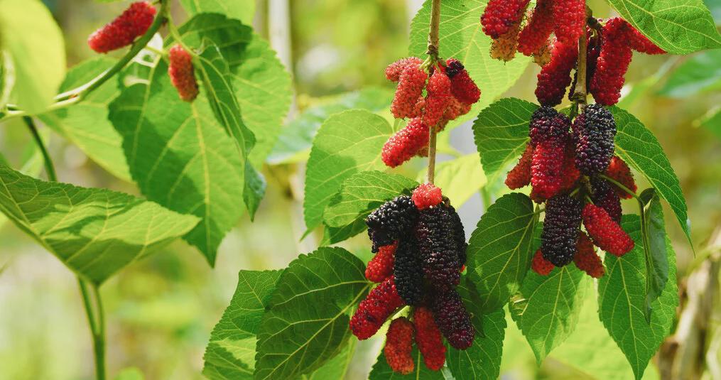 Choice of Bareroot Trees- for Food, Nuts, Butterflies, Birds & Bees