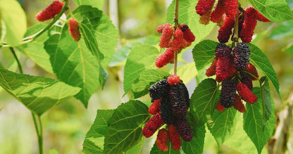 Choice of Bareroot Trees- for Food, Nuts, Butterflies, Birds & Bees
