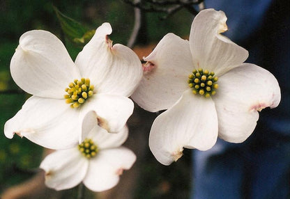 Choice of Bareroot Trees- for Food, Nuts, Butterflies, Birds & Bees