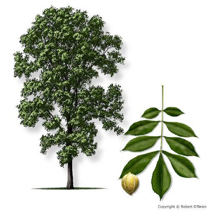 Choice of Bareroot Trees- for Food, Nuts, Butterflies, Birds & Bees