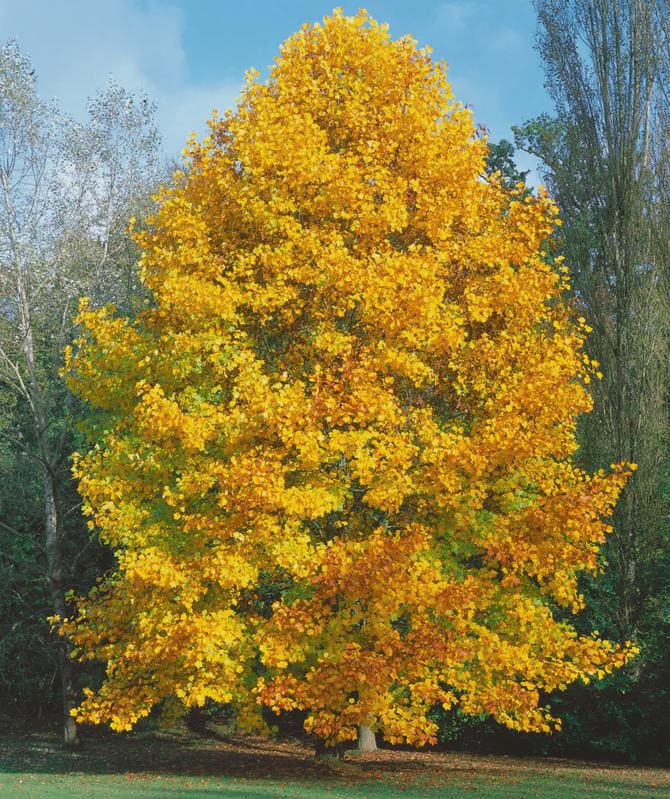 Choice of Bareroot Trees- for Food, Nuts, Butterflies, Birds & Bees