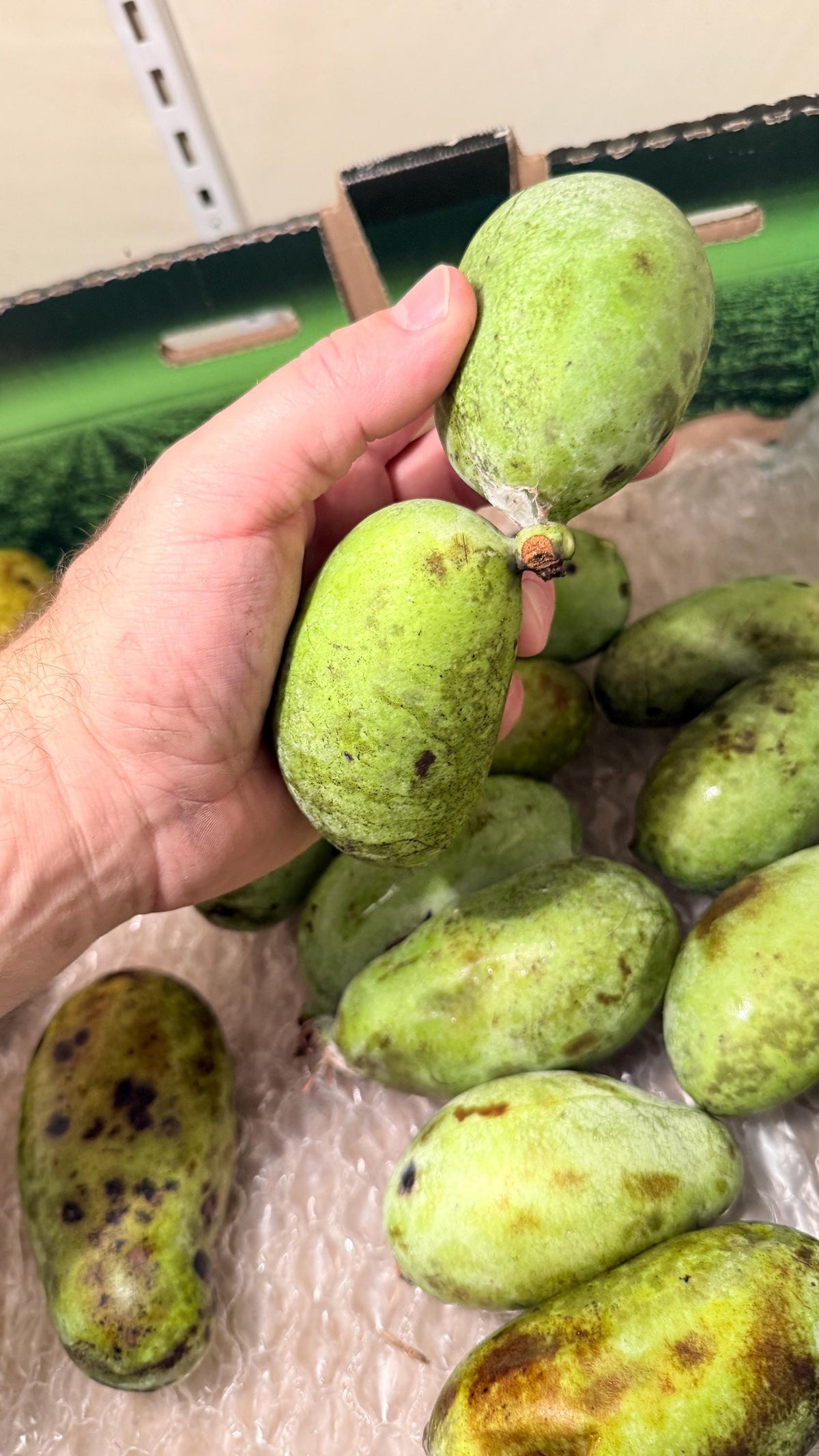 Fresh Paw Paw Fruit from a grafted Orchard of the Best Tasting types! Ships 2 day Air