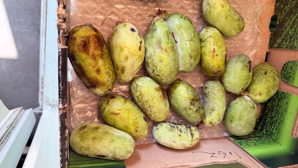 Fresh Paw Paw Fruit from a grafted Orchard of the Best Tasting types! Ships 2 day Air