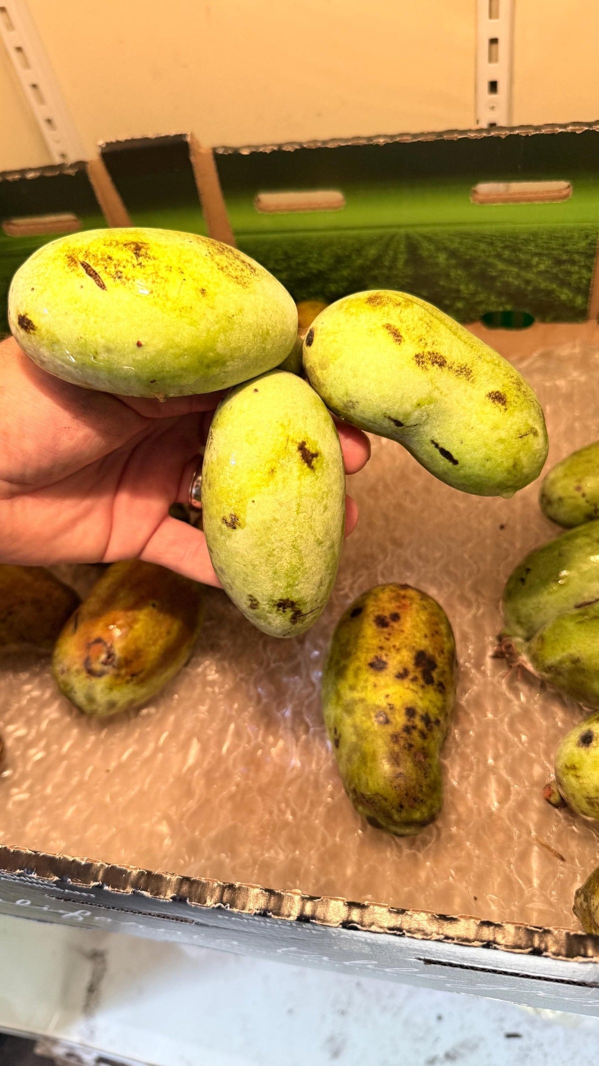 Fresh Paw Paw Fruit from a grafted Orchard of the Best Tasting types! Ships 2 day Air