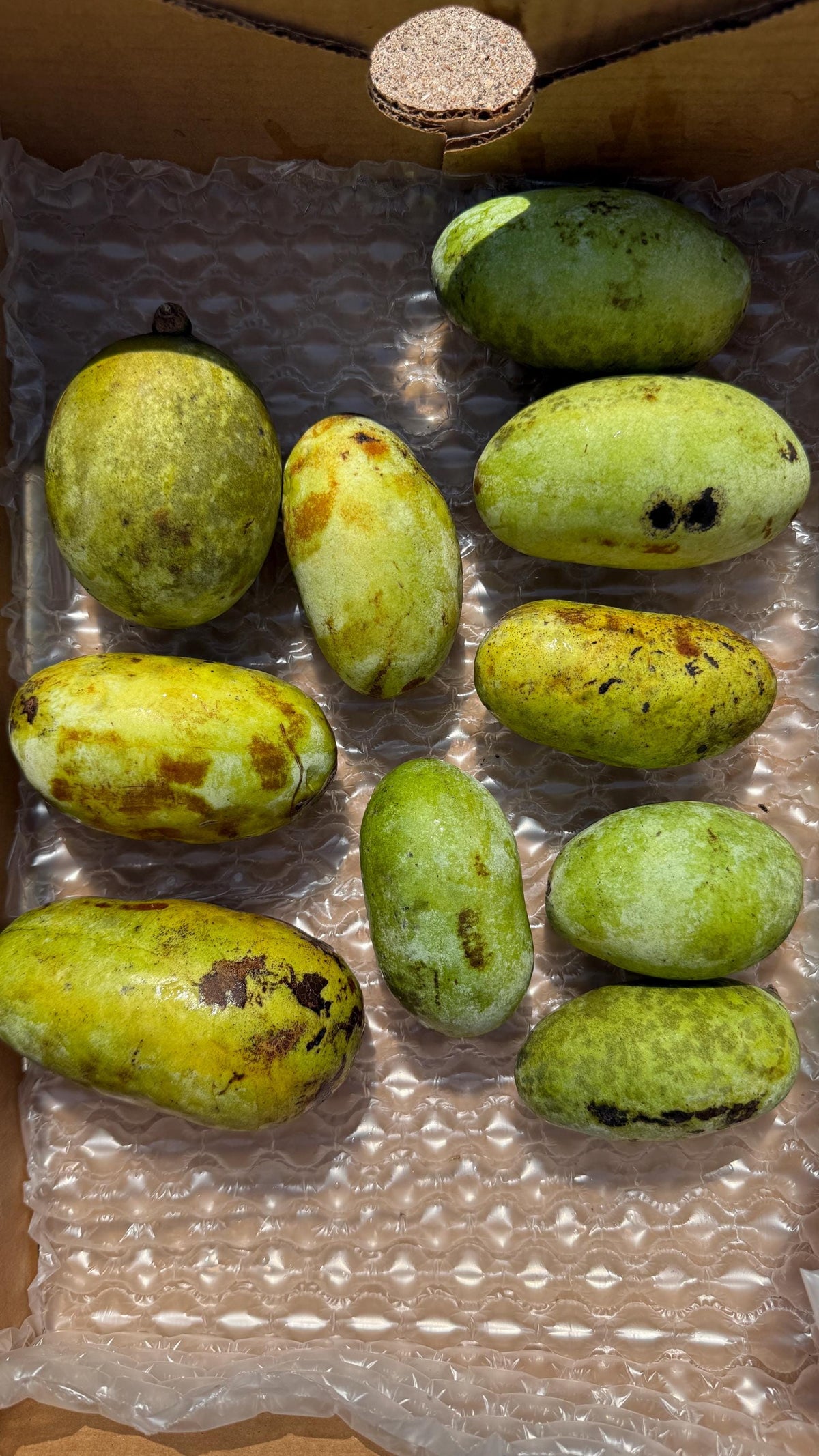 Fresh Paw Paw Fruit from a grafted Orchard of the Best Tasting types! Ships 2 day Air