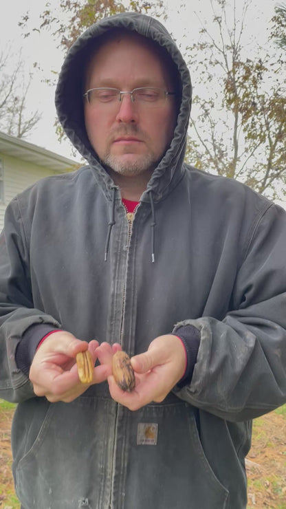 Amish Raised Pecans - Mohawk a Mammoth Pecan larger than Pawnee