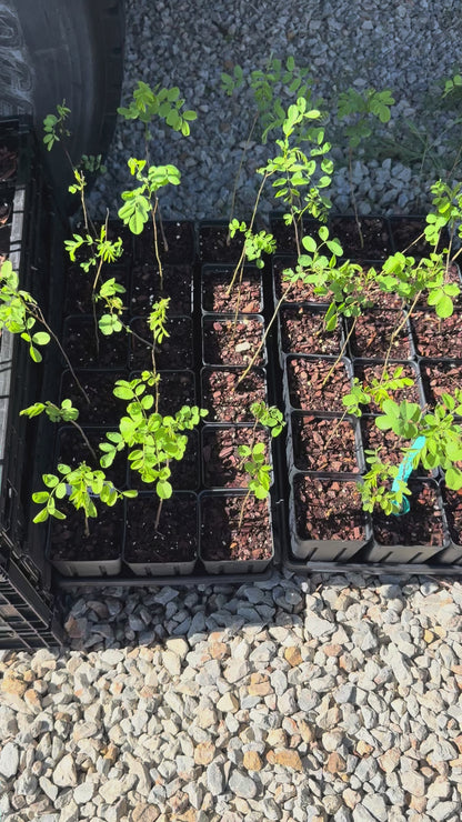 Indigo Bush / False Indigo (Amorpha fruticosa-Great for Bees & Butterflies 3.5x5” pots. Use Tea, Cosmetics, dye