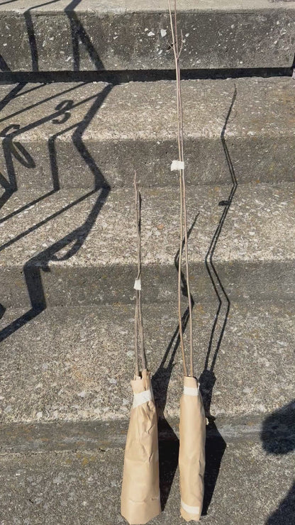 1 Pecan Tree Seedling (bare-root not potted)