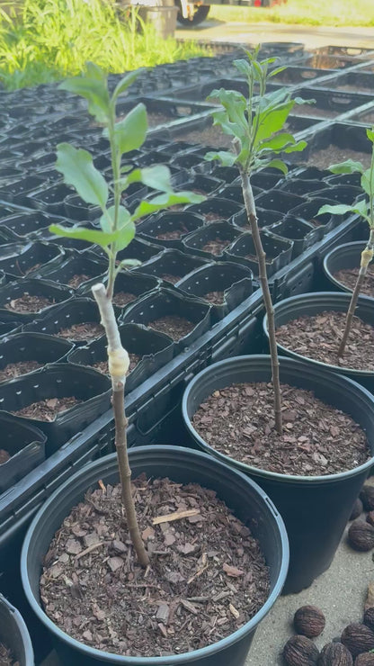 Wolf River Apple-Semi-dwarf, Walt Disney’s Favorite 1+ lb apples  (M7 rootstock)