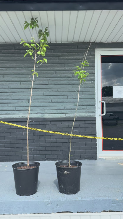 1 - Chinese Chestnut - Deep-rooted Tree 4 ft tall - Late Nut Drop-November, for hunters.