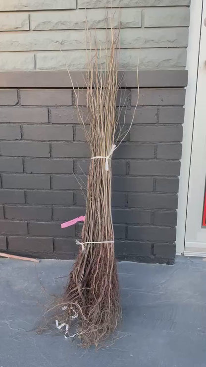 18” Spice Bush/Tree-Fragrant & Beautiful! Gorgeous Smelling Spice can be used in cooking!