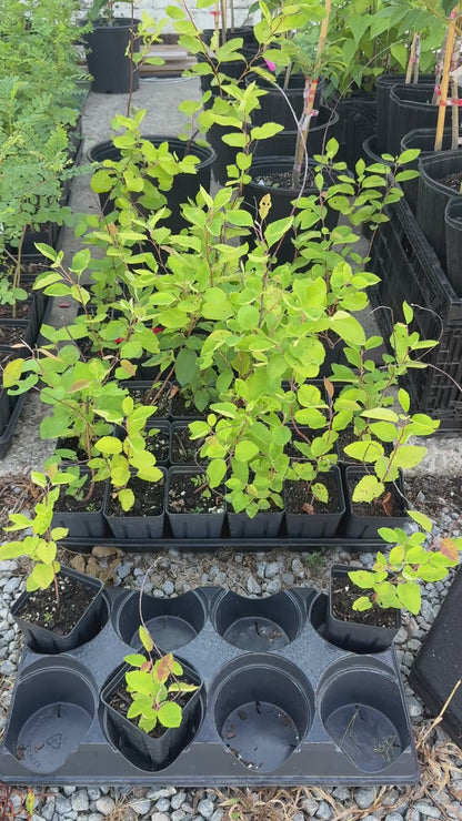 (1) 10-12” Downy Service Berry Bush/Tree-Attracts Butterflies, Great Fruit (better than Blueberries) & Beautiful! (4x5 pots)