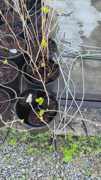 Aronia Berry “a Superfood”-24”+ Large Potted (2-3 gallon)