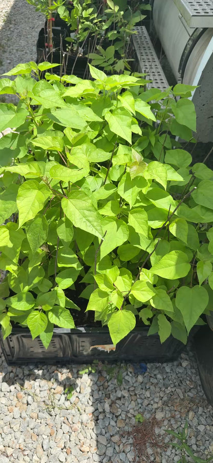 (1) 18" Catalpa (Northern)- Great for Bees & Huge Heart Shaped Leaves, 12" Deep-Pot