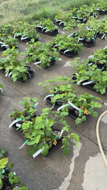 Patented Thornless BlackBerry & Raspberry Plants in 5 " Pot & FREE DIPPING of 'Diehard' mycorrhizae root dip