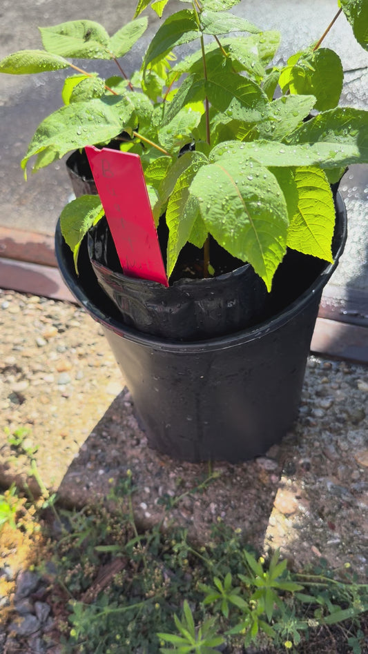 Buart Nut-cross of Heart Nut (white walnut) and American Butternut (more disease resistant than butternut) 4x12” potted