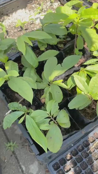 2 Paw Paw Trees (bareroot) from Great Quality Grafted Cultivar Seeds- Extensive roots & Only Organic Pesticides Used! Still time to plant!