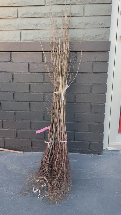 2-18” Spice Bush/Tree-Fragrant & Beautiful! Butterfly Gardens & Gorgeous Smelling & a usable Spice!
