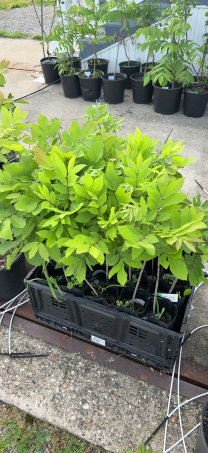 Pecan Tree Seedling- from "Deer Stand", Ultra-Northern Variety